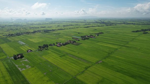 I campi di riso Paddy di Kedah e Perlis, Malesia - Foto, immagini