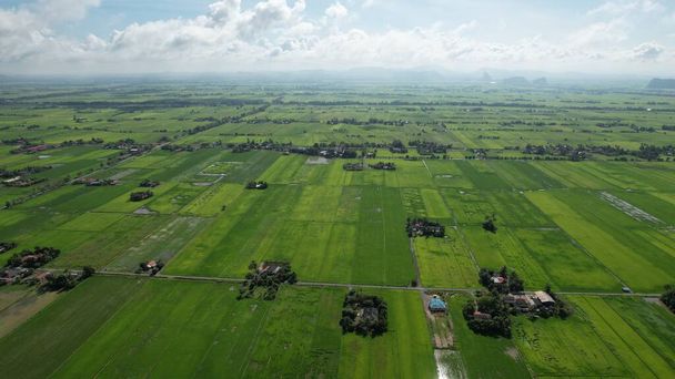 The Paddy Rice Fields of Kedah and Perlis, Малайзия - Фото, изображение