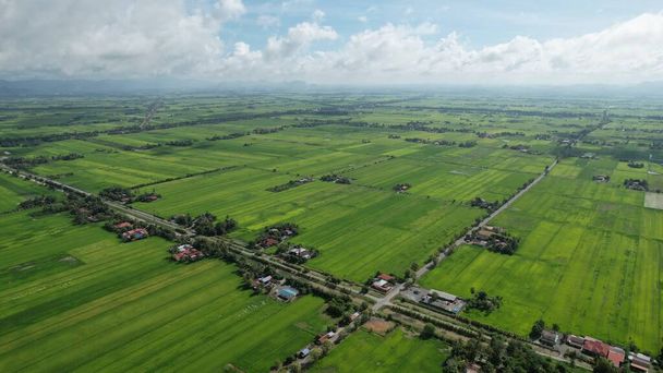 The Paddy Rice Fields of Kedah and Perlis, Малайзия - Фото, изображение