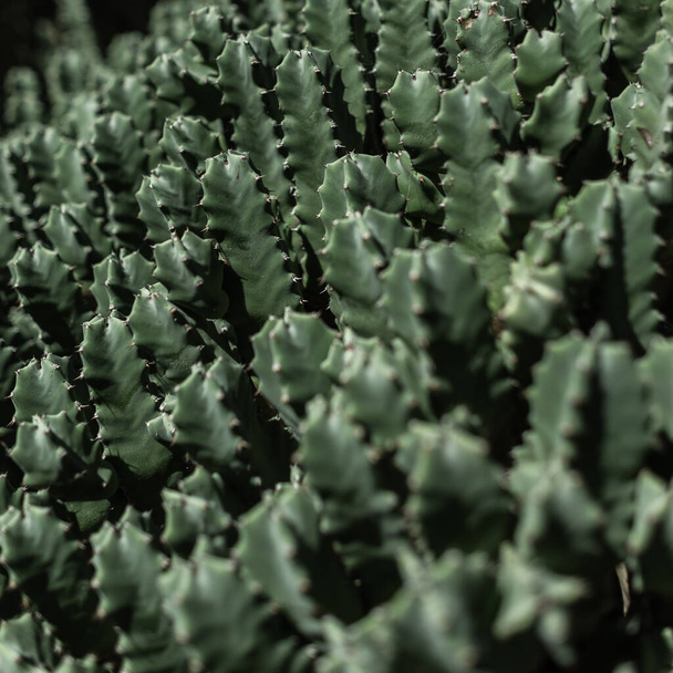 Beautiful green cacti. Cactus pattern - Foto, immagini