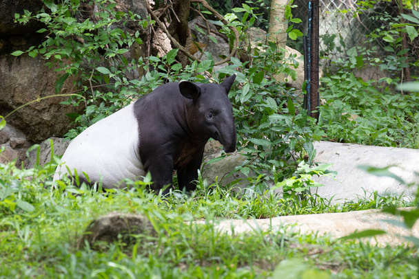Симпатичные черно-белые тапиры отдыхают после обеда - Фото, изображение