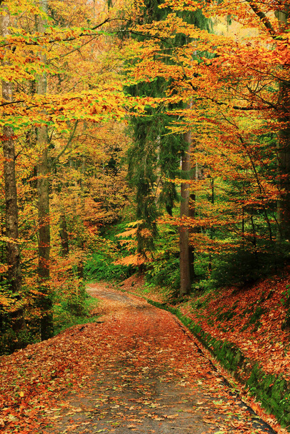 Road in forest with autumn colors. - Foto, Imagem