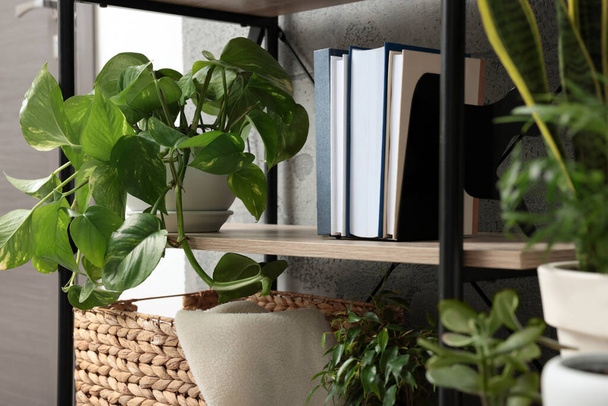 Shelving unit with beautiful house plants indoors. Home design idea - Fotó, kép