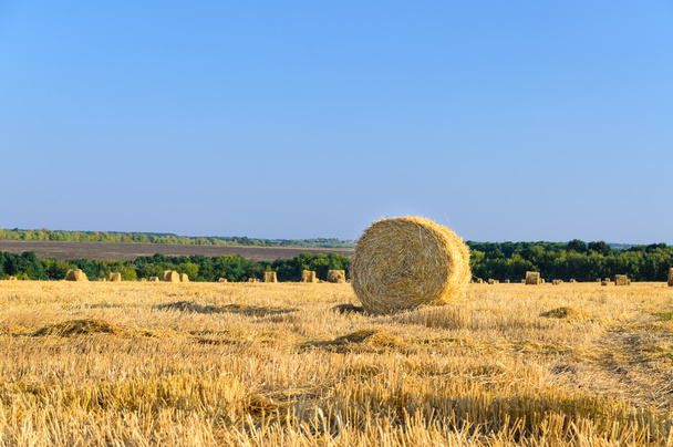 Round hay bales in a newly mowed field - Fotoğraf, Görsel