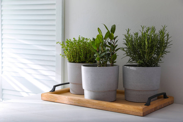 Different aromatic potted herbs on white table indoors - Photo, Image