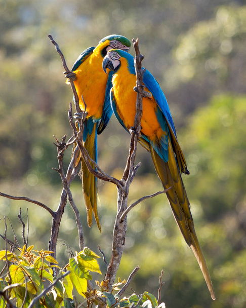 Bir ağaç dalına konmuş mavi ve sarı bir papağan. Species Ara ararauna, Arara Canide olarak da bilinir. Güney Amerika 'nın en büyük papağanıdır. Kuş gözlemciliği. Kuş sever.. - Fotoğraf, Görsel