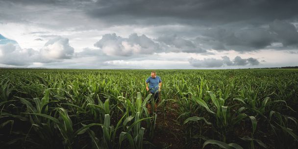Farmář kontroluje kukuřičné klasy na svém poli, když je zataženo. Agronomista na poli na pozadí deštivých mraků - Fotografie, Obrázek