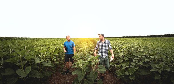 Deux agriculteurs dans un champ agricole de tournesols. Agronomiste et agriculteur inspectent le rendement potentiel - Photo, image