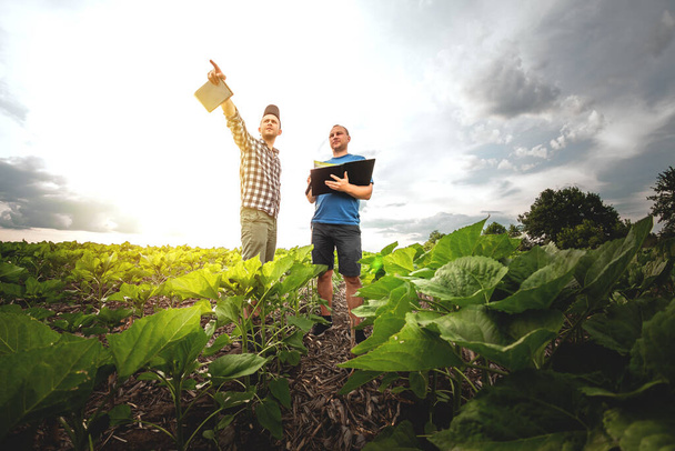 Dwóch rolników na polu słoneczników. Rolnicy i rolnicy kontrolują potencjalne plony - Zdjęcie, obraz