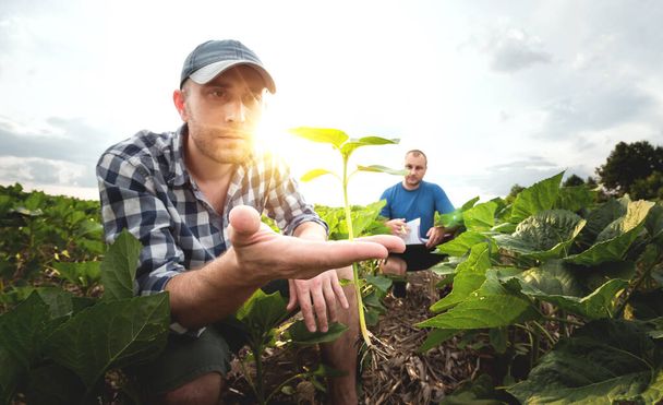 Két farmer egy mezőgazdasági területen napraforgóval. Az agronómus és a mezőgazdasági termelő megvizsgálja a potenciális hozamot - Fotó, kép