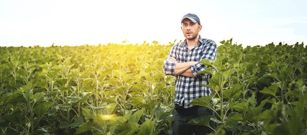 Zemědělec stojí na pozadí zemědělského pole slunečnic, selektivního zaměření, panorama. Agronomista na zemědělské půdě - Fotografie, Obrázek