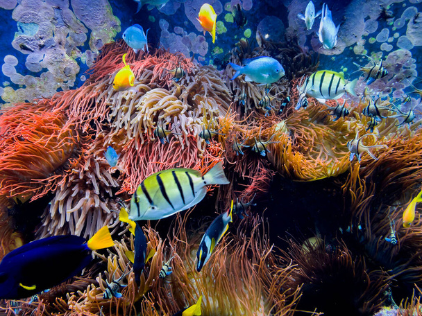  Underwater Scene With Coral Reef And Tropical Fish  - 写真・画像