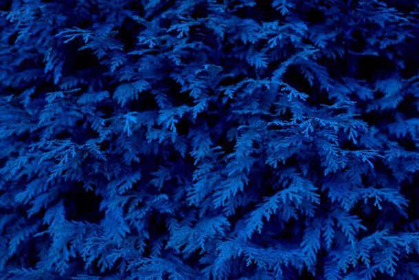 ramas de pino en color azul - Foto, immagini