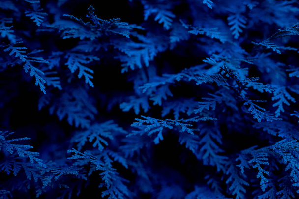 Hojas de pino en color azul - Photo, image