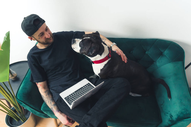 young male freelancer is distracted from work by his amstaff dog home background remote job concept medium full shot . High quality photo - Фото, зображення