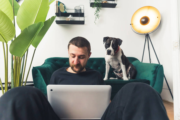Siyah ve beyaz amstaff köpeği ev sahibinin bilgisayarının arka planında çalıştığını gözlemler. Yüksek kalite fotoğraf - Fotoğraf, Görsel