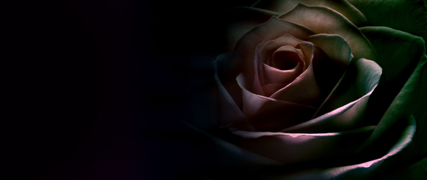 Αποπνικτικός Rose ιστοσελίδα Banner - Φωτογραφία, εικόνα