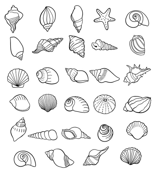 set of seashells drawing outline symbols. shells collection isolated. vector  - Vektör, Görsel