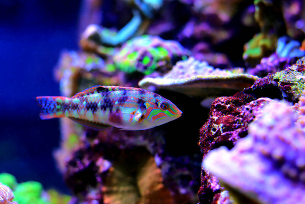 Nebulous wrasse fish - Halichoeres nebulosus - Photo, Image