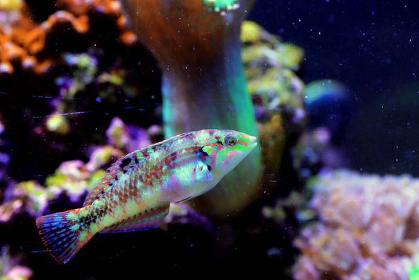 Nebulous wrasse fish - Halichoeres nebulosus - Photo, Image
