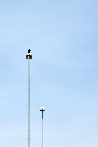     Crow on a lantern. Style of minimalism. Next to it place for text.                            - Fotoğraf, Görsel