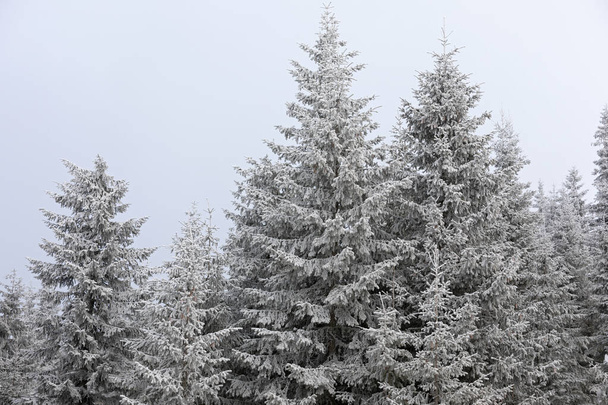 Pine branch covered with snow in winter forest - Φωτογραφία, εικόνα