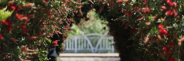 Ένας διάδρομος στον κήπο από μια διακοσμητική ανθισμένη αψίδα, κοντινό πλάνο. Εξωτερική διακόσμηση από πράσινα φύλλα και κόκκινα λουλούδια - Φωτογραφία, εικόνα