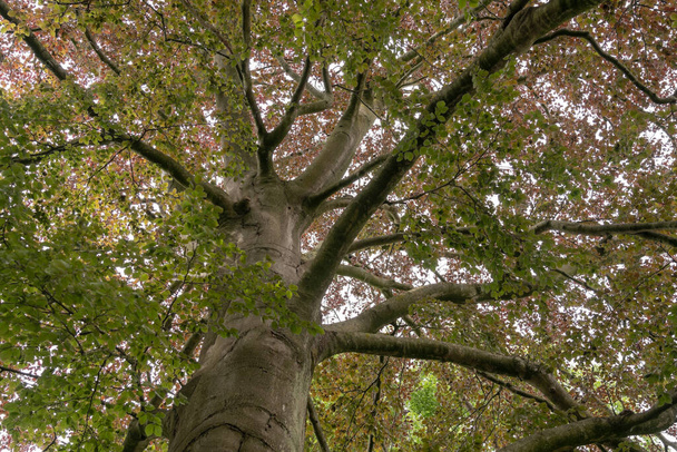 秋の間に美しい木の上 - 写真・画像