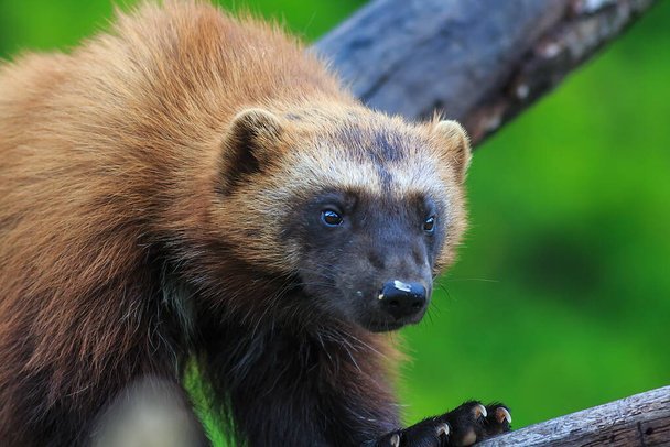 Wolverine portret w dzikiej przyrody  - Zdjęcie, obraz