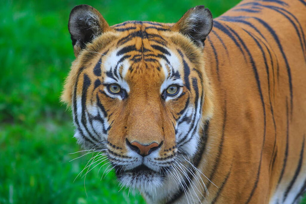 Крупним планом знімок дорослого тигра на розмитому фоні
  - Фото, зображення