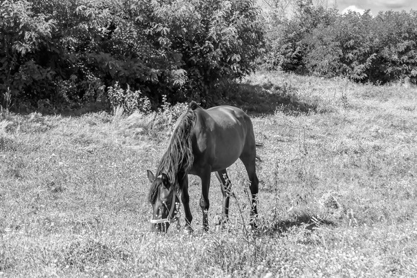 Beau cheval sauvage brun étalon sur prairie de fleurs d'été, cheval mangeant de l'herbe verte, étalon de cheval avec long portrait crinière en position debout, étalon équin à l'extérieur, grands chevaux équins - Photo, image