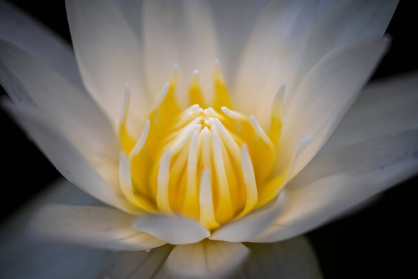 A large white lotus with yellow stamens bloomed in the middle of the water. - Foto, imagen