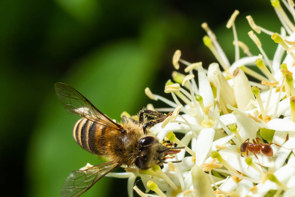 Μέλισσα με καλάθι για γύρη κάθεται σε λευκά λουλούδια Cornus alba, κόκκινο-φλοιό, λευκό ή Σιβηρίας dogwood. - Φωτογραφία, εικόνα