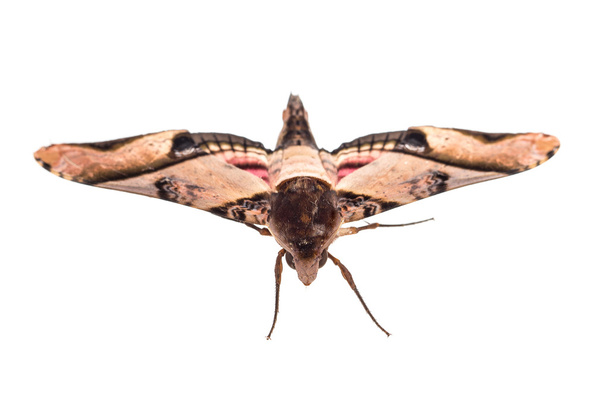 moth - Photo, Image