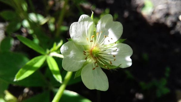  Cinquefoil 'in beyaz çiçeği. Potentilla alba, güneşli bir zemin üzerinde. - Fotoğraf, Görsel