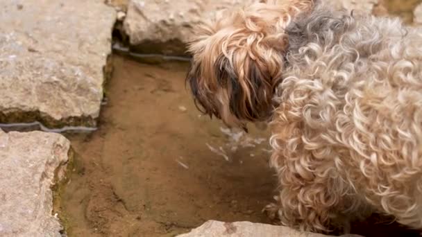 Brown curly dog drinks water from a puddle in the stones outdoor. Close up. Slow motion. Thirst concept - Materiał filmowy, wideo