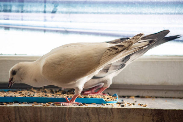 красивый черно-белый голубь, прирученный на подоконнике в квартире - Фото, изображение