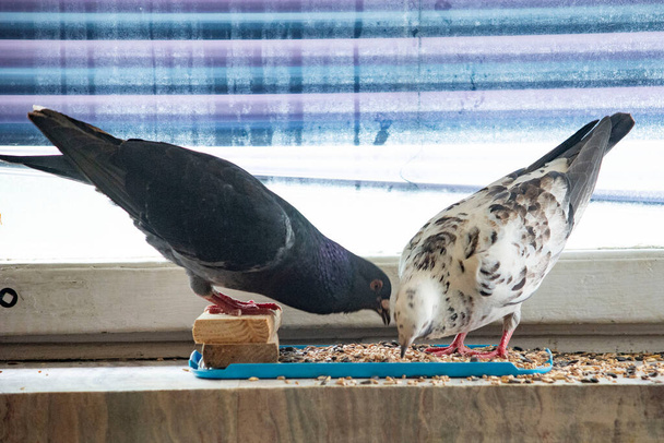 un bellissimo piccione bianco e nero addomesticato sul davanzale dell'appartamento - Foto, immagini
