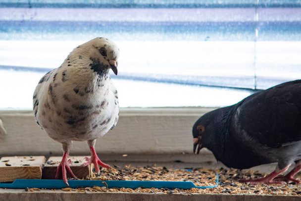 a beautiful black and white pigeon tame on the windowsill in the apartment - Foto, imagen