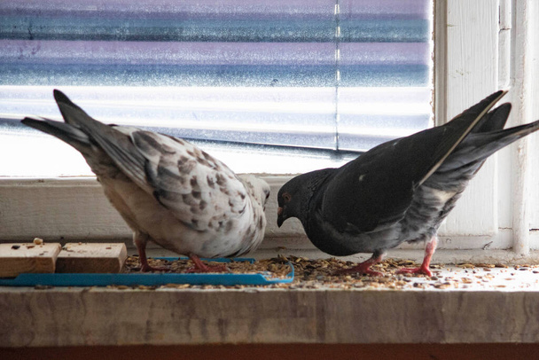 красивий чорно-білий голуб приборкав на підвіконні в квартирі
 - Фото, зображення