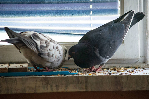 a beautiful black and white pigeon tame on the windowsill in the apartment - Foto, Imagen