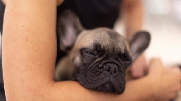 carino animale domestico francese bulldog cucciolo contro un bianco sfondo - Filmati, video
