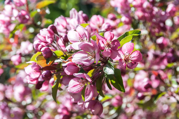 pink flowers apple tree  - Фото, изображение