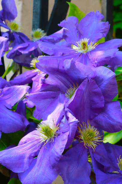 Kaunis violetti kukat kukkivat puutarhassa kesällä - Valokuva, kuva