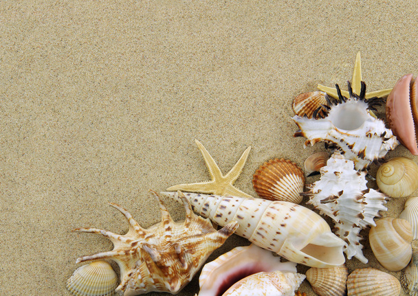 Colección de conchas marinas
 - Foto, Imagen