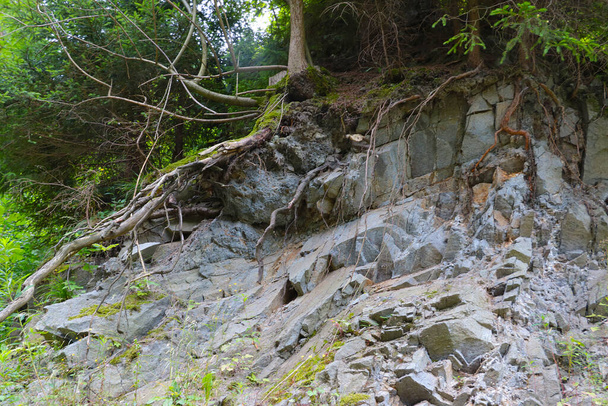 Aus dem Felsen ragen die Wurzeln eines Baumes in den Bergen - Foto, Bild