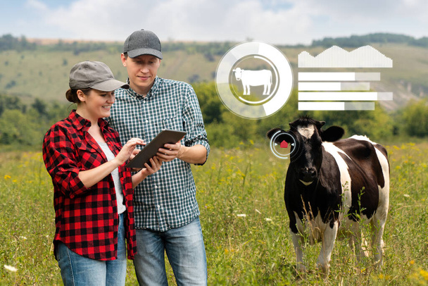 Farmers with tablet computer inspects cows in the pasture. Herd management concept. - Photo, Image