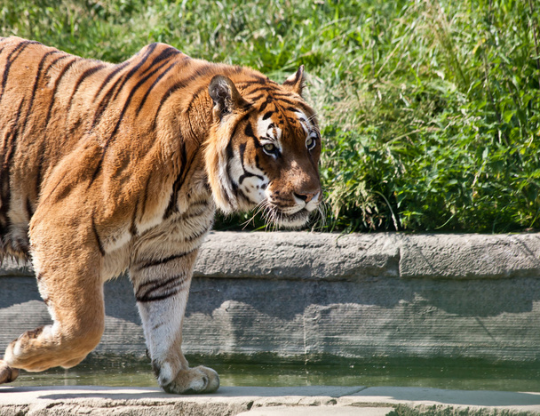 Zwiedzanie Tygrys (Panthera Tigris) - Zdjęcie, obraz