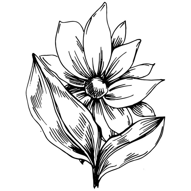 Sunflower summer. Isolated botanical flower, leaves. Black and white engraved sketch ink art. Leaf plant botanical garden floral foliage. Wildflower drawing leaf illustration element. - Вектор,изображение