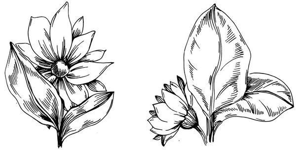 Sunflower summer. Isolated botanical flower, leaves. Black and white engraved sketch ink art. Leaf plant botanical garden floral foliage. Wildflower drawing leaf illustration element. - Vector, Image